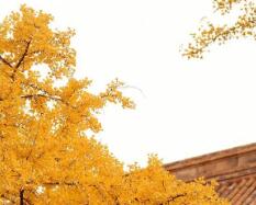 湖南少数民族高考加分 最新政策速查